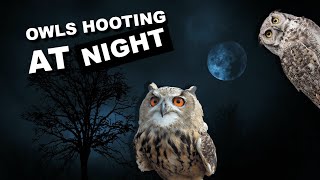 Owls hooting at night 8 hours of owl sounds hoot hoot [upl. by Ottie]