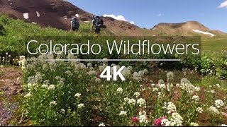 Crested Butte Wildflower Capital of Colorado 4K [upl. by Lenroc265]