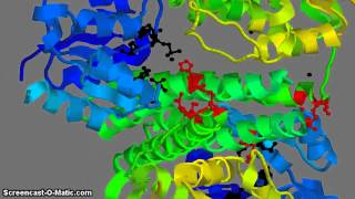 HIstidine Kinase complex with Response Regulator [upl. by Erine]