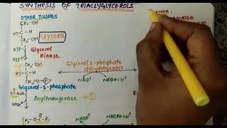 Synthesis of Triacylglycerols [upl. by Alrats]