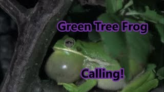 Green Tree Frog Calling [upl. by Netsyrc]