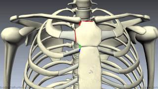 Sternum  3D Anatomy Tutorial [upl. by Ekenna]