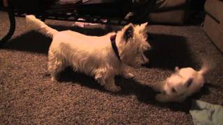 Westie Puppies Wrestle and Play with Parents [upl. by Jami]