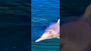 Tin Can Bays BEST Kept SECRET About Australian Humpback Dolphins [upl. by Levram474]