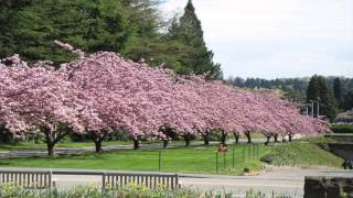 Pope Park Tree Walk  Kwanzan Cherry [upl. by Yde917]