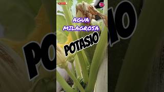 Cómo Hacer Abono Para Plantas Usando Las Papás O Las Patatas Cómo Abono shorts Abono Aguamilagro [upl. by Sprage121]