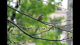 A Rare Kirtlands Warbler in Central Park New York City [upl. by Ativak]