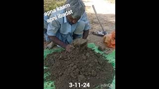 ispagoal ki kashat vlog agriculture villagelife viralvideo [upl. by Aicirtac5]