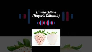 podcast de la frutilla Chilena Fragaria Chiloensis [upl. by Arriet62]