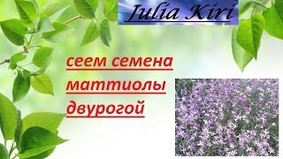 Сеем маттиолу двурогую Sow matthiola bicorn [upl. by Tamarra]