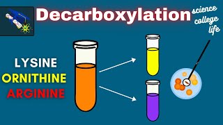 Amino Acid Decarboxylation Test  Microbiology Lab [upl. by Suoicserp]