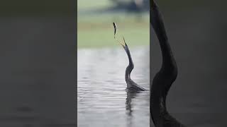 Amazing Fishing Anhinga shorts [upl. by Rihat916]