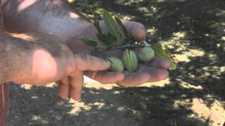 Almond Farmer Shows You How To Tell When Almonds Are Ready To Be Harvested [upl. by Darian]