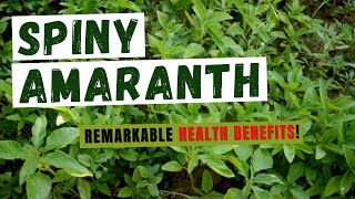 The Health Benefits of Spiny Amaranth [upl. by Mirabella]