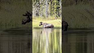 Moose Embracing the Lake’s Beauty in Grand Teton National Park [upl. by Miharbi]