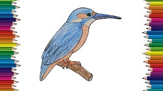 KingFisher drawing and coloring  How to draw a KingFisher bird easy [upl. by Torr]