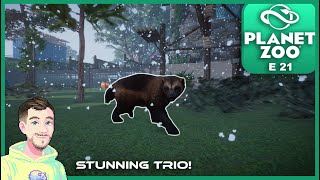 SUPER TRIPPLE THREAT  PLANET ZOO Gameplay  Episode 21  Full Franchise [upl. by Richman645]