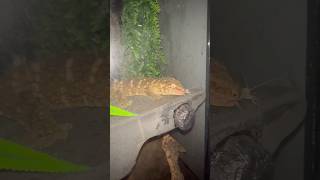 Leachie gecko hunting on his own Fiji is growing up🦎 shorts reptilesreptilekeeperlizardlife [upl. by Akeirahs]