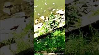 Large Smooth SoftShell Turtle scouting the riverbank Harpeth River Tennessee USA 🎶 tnturtles [upl. by Hayyifas938]