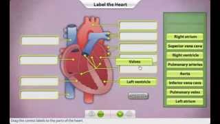 Relationship of the Heart Lungs and Legs for EASE OF MOVEMENT in Rolling [upl. by Skoorb306]