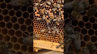 Bees on Frames UpClose Hive Life with the Calming Sound of Bees shorts beekeeping beesound [upl. by Nide]