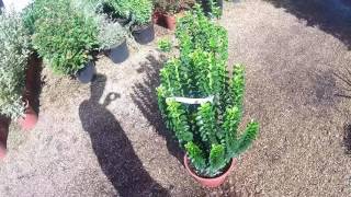 Euonymus japonicus Green Rocket Low Hedging Plant at Big Plant Nursery in West Sussex UK [upl. by Fortin]