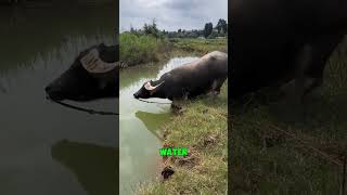 This Buffalo Vanished Underwater 🤯 [upl. by Enimajneb381]