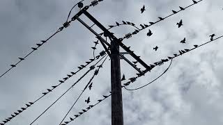 Starlings not murmuring but chittering [upl. by Querida]