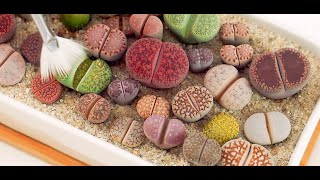 Living Stones  How I take care of my Lithops 🍑💕 [upl. by Annuaerb]