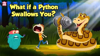 What If a Python Swallows You  How do Pythons Digest their Food  The Dr Binocs Show [upl. by Pulchi]