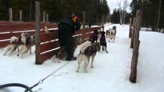 Chiens de traîneaux  Daquaam au Québec [upl. by Ragouzis]