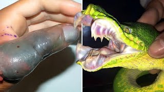 The 7 Most Venomous Snakes in the World [upl. by Zola]