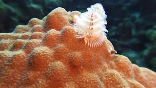 SeaLife Micro 30 Video Clip 5 [upl. by Ellehs280]