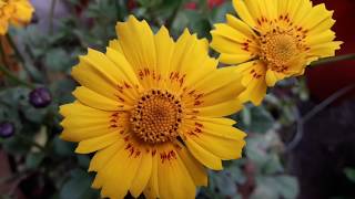 99🌿🥀Whole year 🌹heavy🌻 flowering 🥀easy to grow🌿🥀 hardy🌻 COREOPSIS🌻TICK SEED🐛 care Tips [upl. by Eednas]