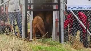 LIONSROCK  ein sicheres Zuhause für Großkatzen [upl. by Connor]