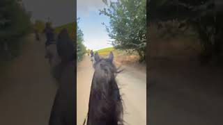 🐎POV Horse riding with Arabian horse horse pov equestrian [upl. by Aicnorev936]