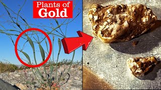 Geology of Gold  These Plants Grow Near Gold Deposits [upl. by Brom982]