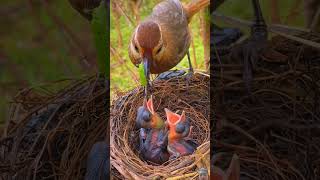 Mammy pahle mujhe birds animals birdlovers pets funny facts microscopeworld biologyscience [upl. by Wynn]