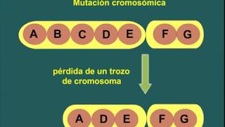 Distintos tipos de mutaciones [upl. by Nance]