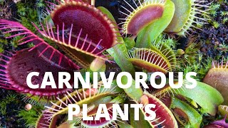 CARNIVOROUS PLANTS FACTS FOR KIDS  Science for kids [upl. by Suu]