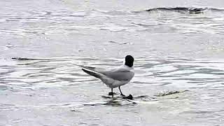 Gullbilled Tern 03June2024 [upl. by Herod]