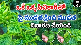 మిరపలో పై ముడత క్రింది ముడత నివారణ  Chilli Leaf Curve Control  Mana kisan మన రైతు [upl. by Ocir]