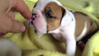 English Bulldog Puppies 4 weeks old [upl. by Srevart]