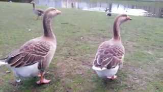 Feeding the geese in Arnhem Netherlands [upl. by Notlrahc352]