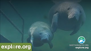 Underwater Manatee Cam at Blue Spring State Park [upl. by Zaslow]