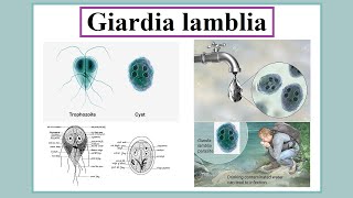 Giardia lamblia [upl. by Tichon]