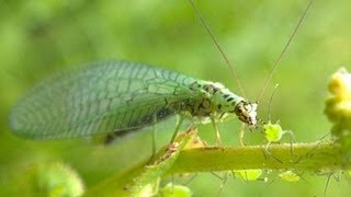 Afidi parassiti di controllo Afide con prodotti naturali Ricette fatte in casa [upl. by Aroel]