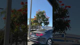 Spotted a blooming African tulip tree [upl. by Clauddetta]