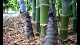 Dendrocalamus Giganteus Time Lapse 2012 [upl. by Brill209]