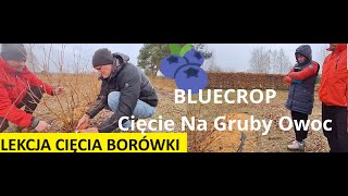 Lekcja Cięcia Borówki Amerykańskiej Na Gruby Owoc Dziś odmiana BLUECROP [upl. by Elleinnad722]